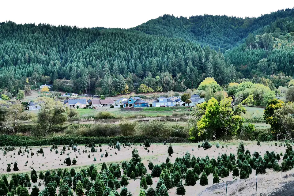 Christmas tree trucking Rows of Christmas trees on an Oregon farm