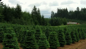 Rows of Christmas trees on a tree farm near Redland, Oregon