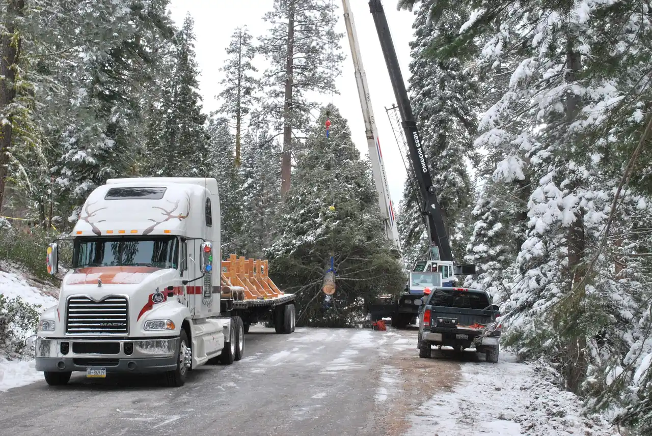 Semi truck carrying a large Christmas tree through snow
