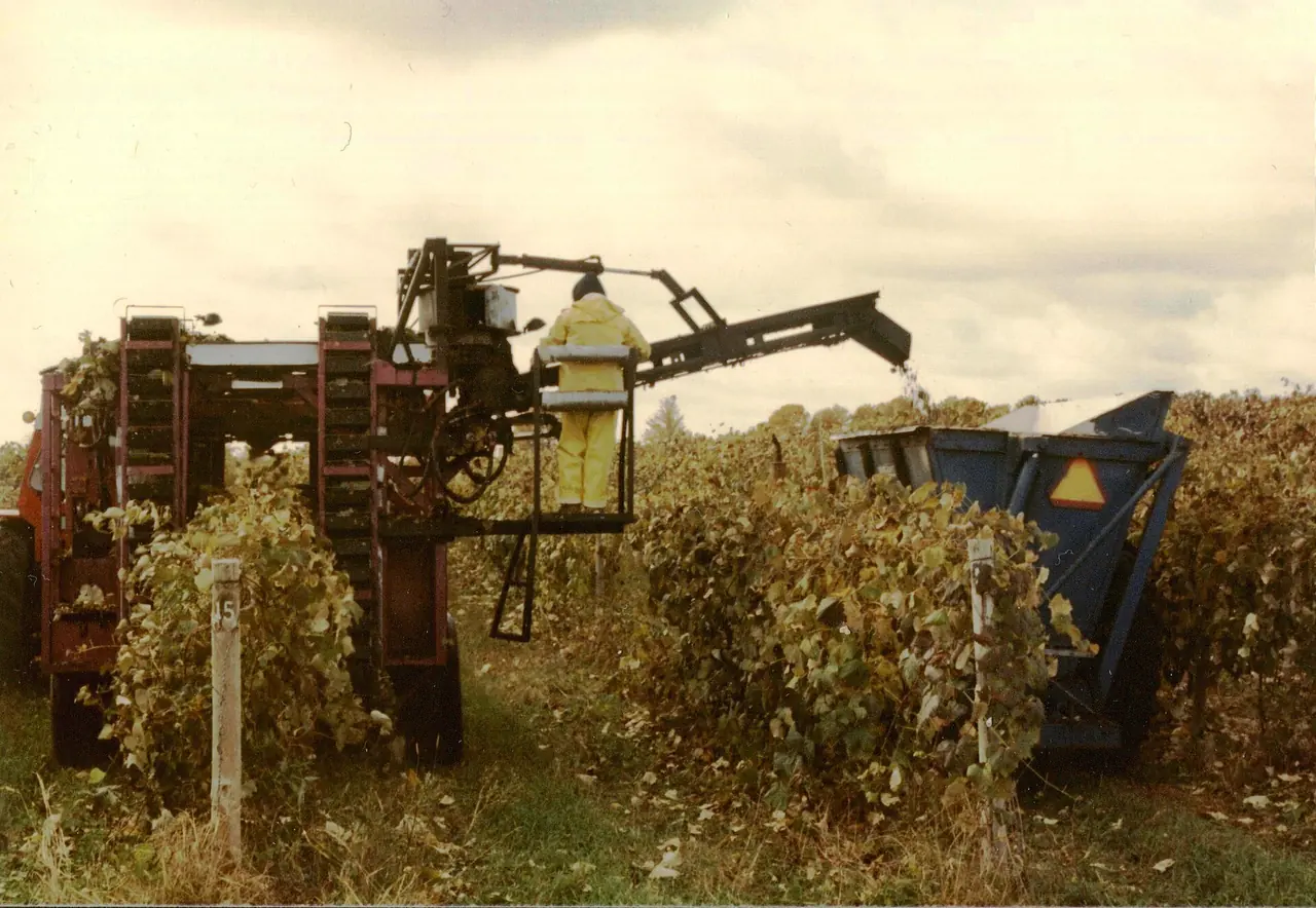 Mechanical grape harvester working in a vineyard row