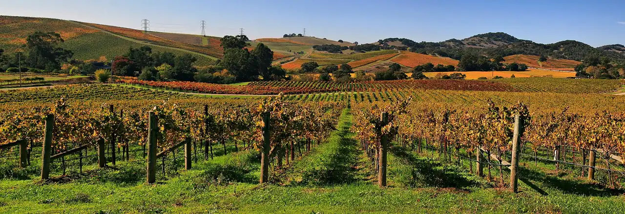 Autumn vineyard rows in Napa Valley, California