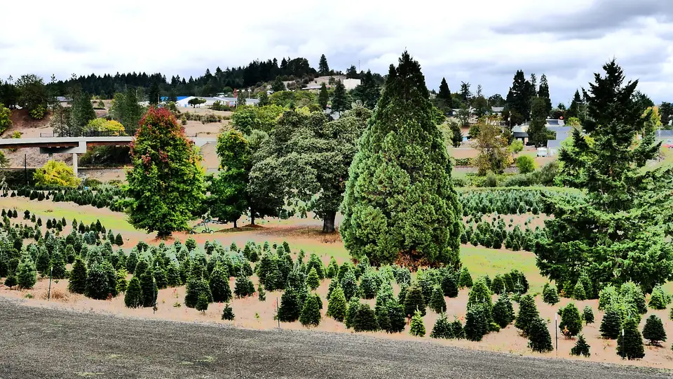 Christmas tree farm rows in Oakland, Oregon