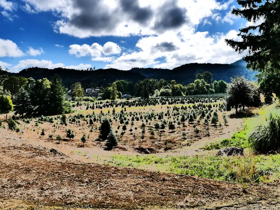 Young Christmas trees growing in Oakland, Oregon