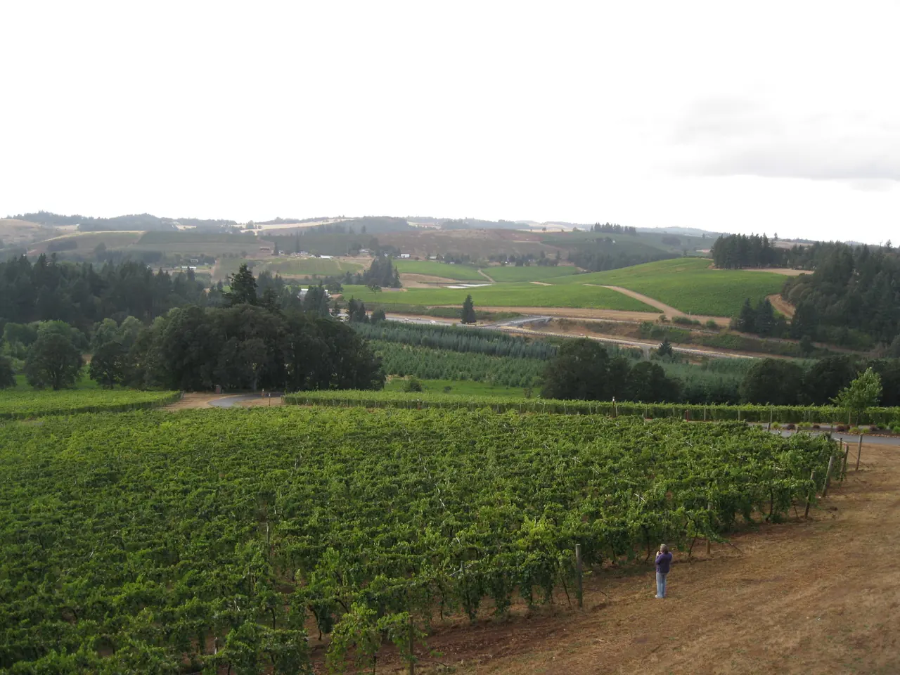 Vineyard rows in the Willamette Valley, Oregon