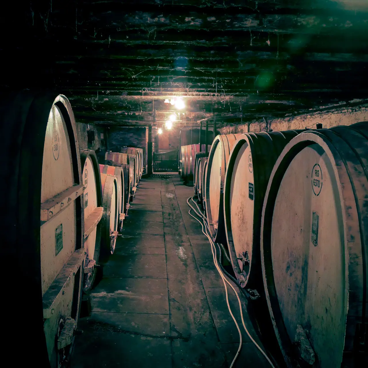 Rows of oak wine barrels in a cellar